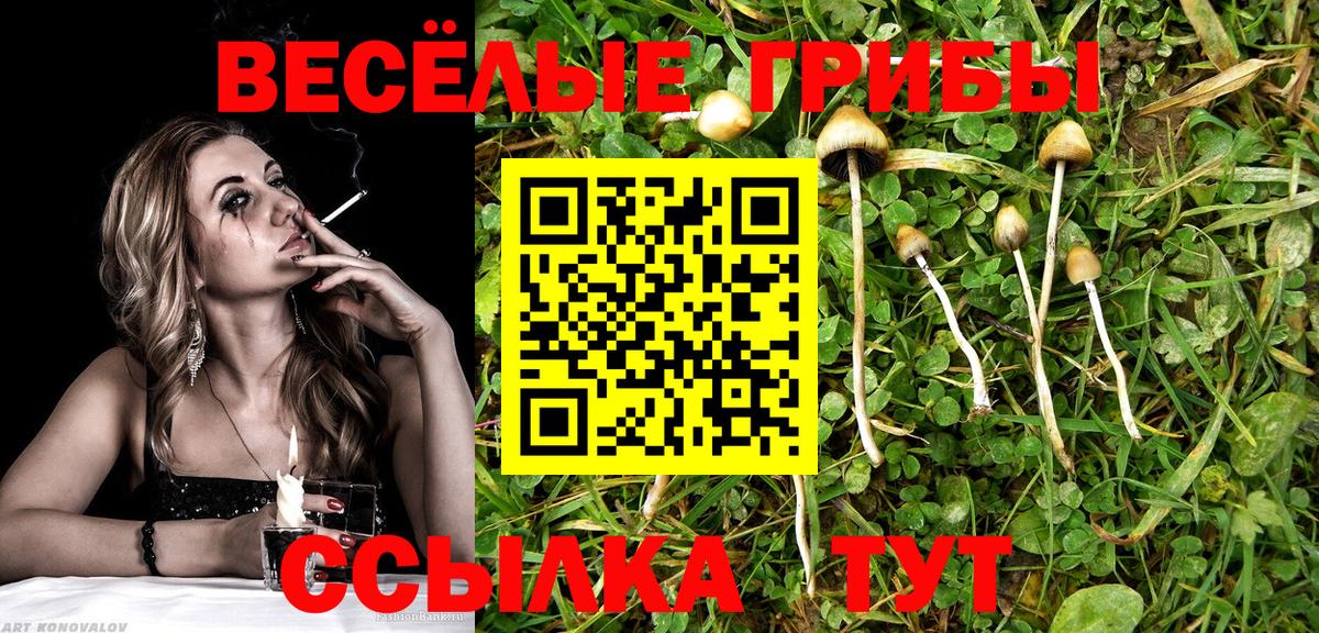 Псилоцибиновые грибы Psilocybine cubensis Свободный
